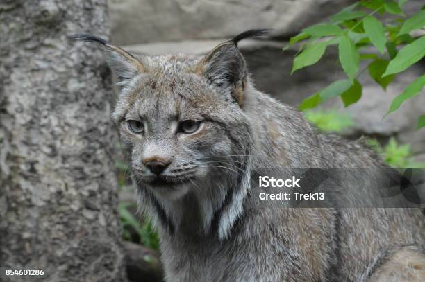 Canadian Lynx Stock Photo - Download Image Now - Animal Body Part, Animal  Head, Animal Wildlife - iStock