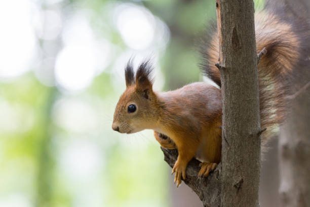 istock red squirrel on a branch in autumn 854608470