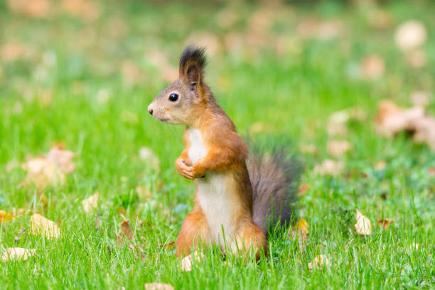 istock red squirrel on a branch in autumn 854608886