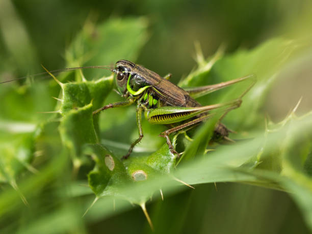istock Roesels Bush Cricket on some Holly 854609132