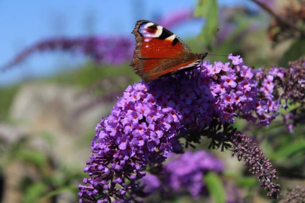 istock Peacock Butterfly on a Purple Buddleia 854609170