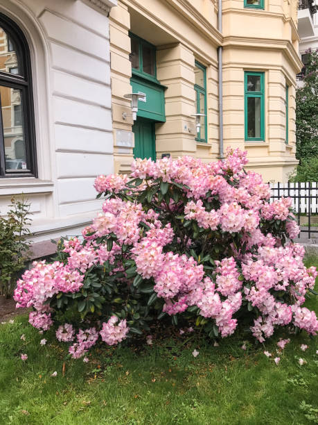 istock Flowers front a window. Floral facade 854609786