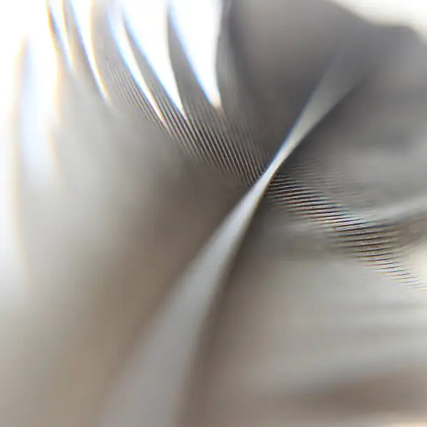 Abstract grey bird feather close-up.