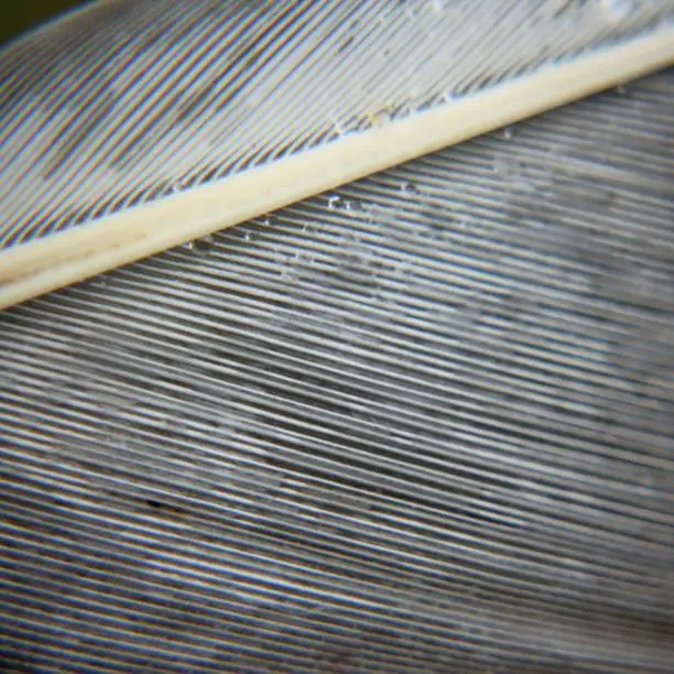 Grey bird feather close-up in square format.