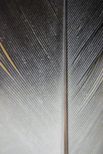 Grey bird feather close-up in vertical 3:2 format.