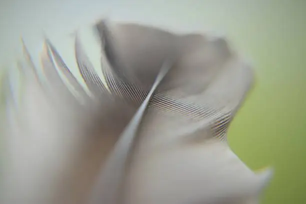 Selective focus grey bird feather close-up.