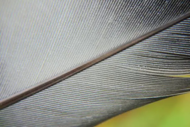 Grey bird feather close-up.