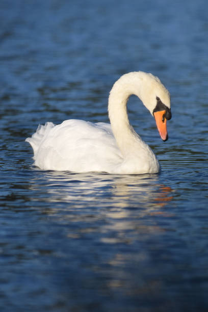 istock Mute Swan On Lake 854613500