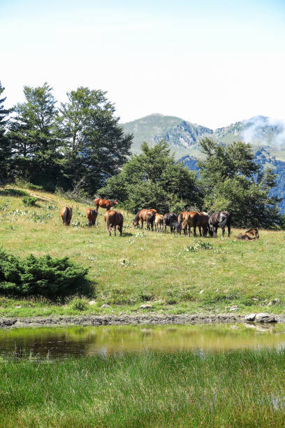 istock Wild horses in Aran valley. Catalonia, Spain 854613730