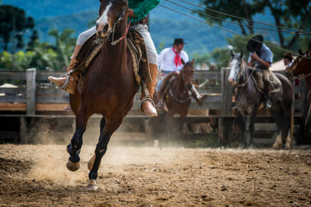 Rodeo - Brazil (Rodeo Crioulo) A close-up view of a horse and a riding cowboy at a rodeo, 'Rodeio Crioulo' in southern Brazil gaucho stock pictures, royalty-free photos & images