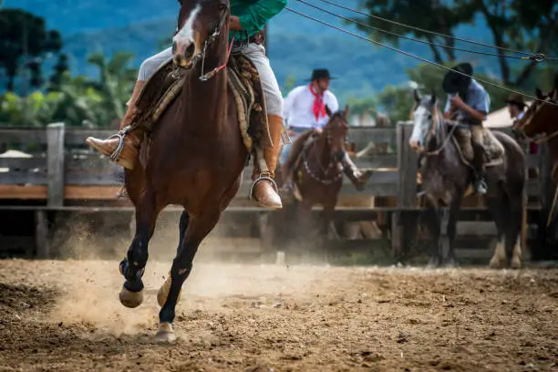 A close-up view of a horse and a riding cowboy at a rodeo, 'Rodeio Crioulo' in southern Brazil