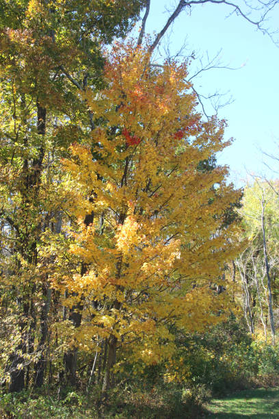 istock Sun light shining on the yellow foliage 854620930