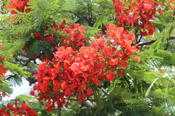 istock Crepemyrtle-Lagerstroemia indica in Bahamas 854623812