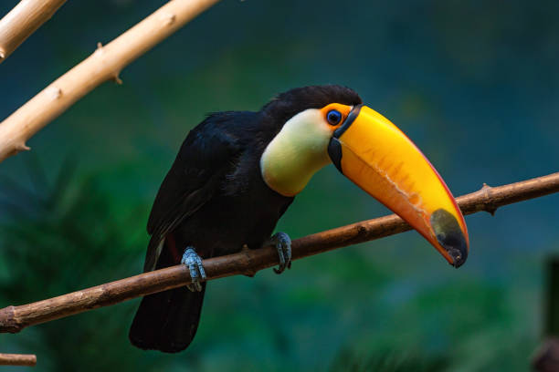 istock Toco toucan or Ramphastos toco sits on branch 854624480