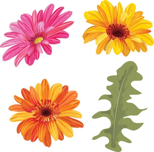 Vector illustration of Set of Gerbera daisy: orange, red, yellow flowers and green leaves on white background, digital draw, botanical illustration in watercolor style for design, vector