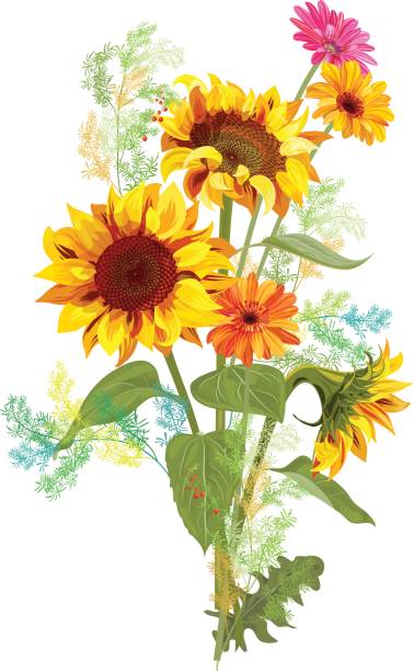 illustrations, cliparts, dessins animés et icônes de bouquet fleurs automne : jaune tournesol, fleur de marguerite gerbera orange, des brindilles verts d’asperges sur fond blanc. tirage numérique, illustration dans un style aquarelle pour le design, vecteur - daisy sunflower