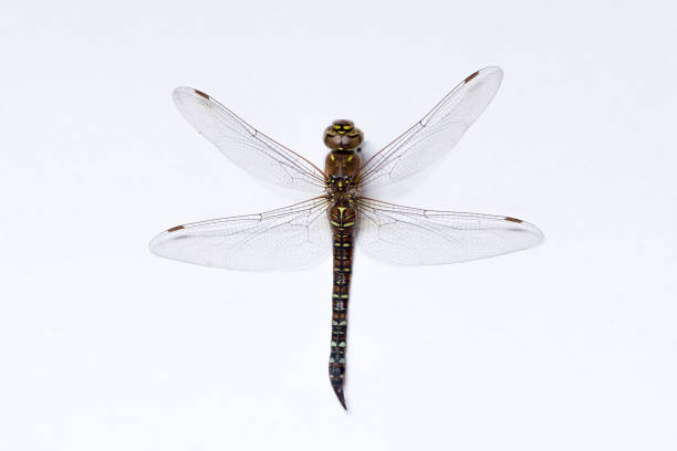 istock A macro photograph of a brown dragonfly 854636166