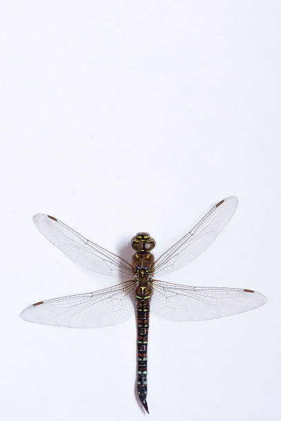 istock A macro photograph of a brown dragonfly 854636266