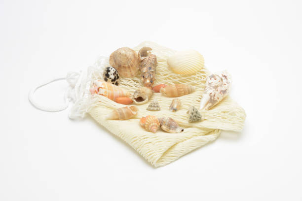 istock Seashells, seashells and fishing net 854641870