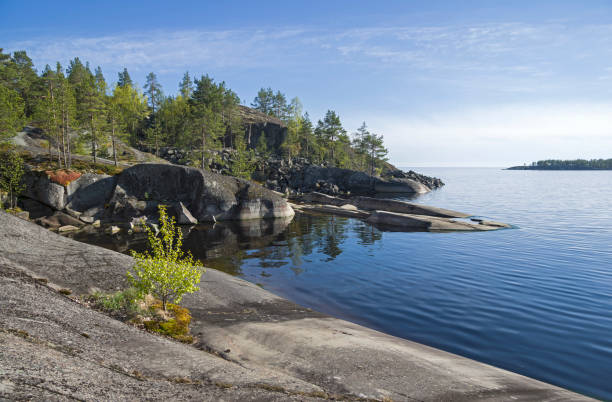 un pequeño abedul en la rocosa orilla del lago ladoga. - skerries fotografías e imágenes de stock