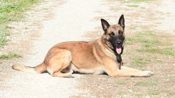 istock Canis lupus familiaris eded on the floor looking at the camera. 854643704