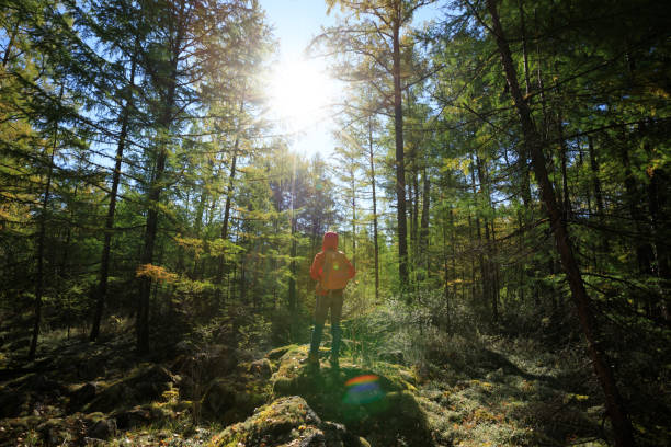 istock hiking woman with backpack in the sunrise forest 854643890