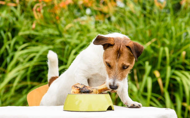 istock Domestic dog sniffing meat bone in canine bowl standing on table 854647304
