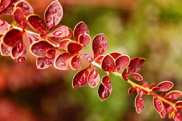 Beautiful branch with red leaves and dew drops. Soft focus, bright autumn colors. Postcard concept
