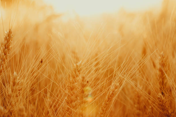 istock Gold wheat field against the sunset 854647808