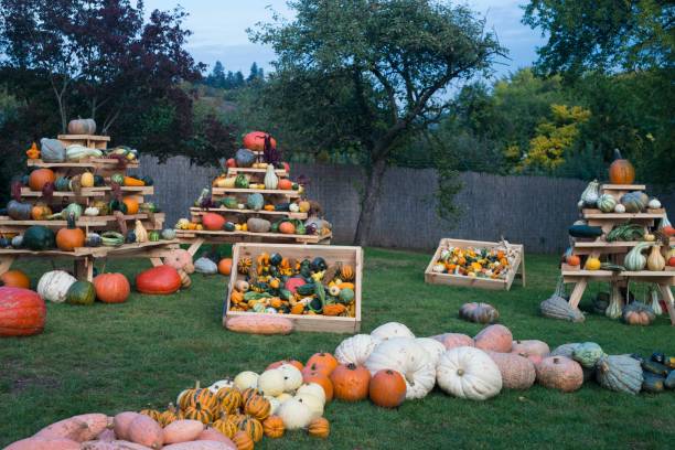 Pumpkin stock photo