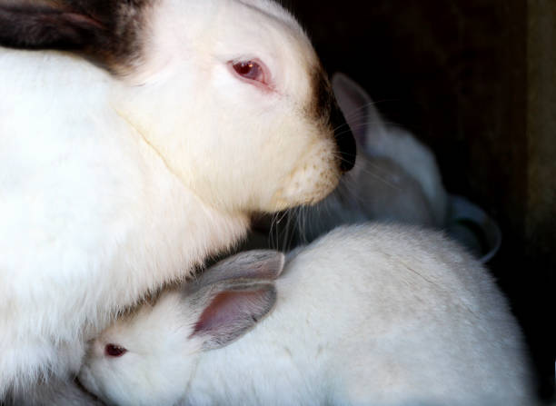 istock White rabbits with black ears and a black nose. 854653048