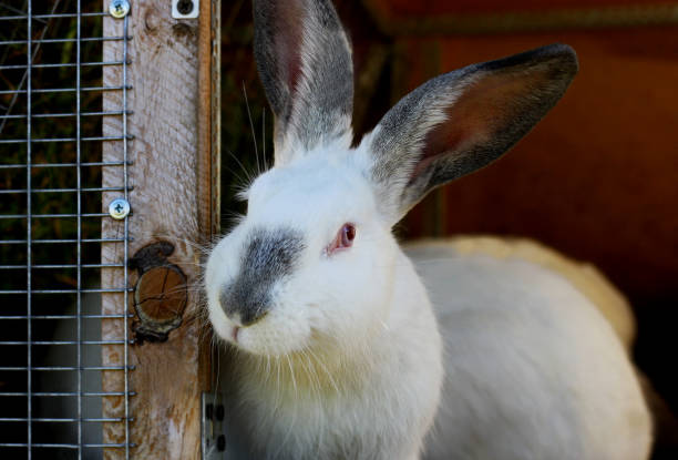 istock White rabbits with black ears and a black nose. 854653068