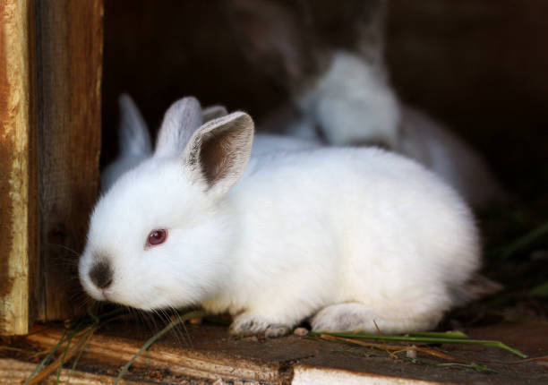 istock White rabbits with black ears and a black nose. 854653124
