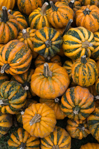 Pumpkin stock photo