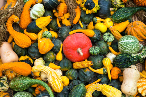 Pumpkin stock photo