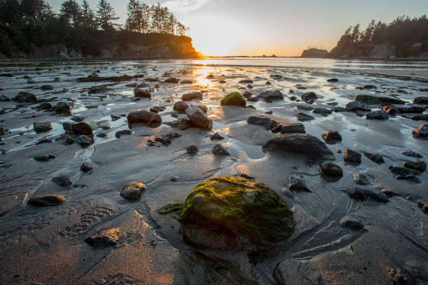 rock cubierto de musgo en la playa durante la marea baja - sunset bay oregón fotografías e imágenes de stock