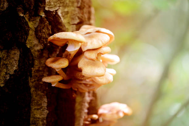 istock Photo macro close nameko mushrooms 854663778