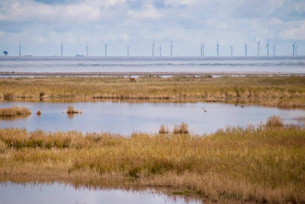 istock Coast of Darss, Germany 854667326