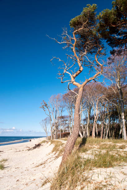 istock Beach of darss, Germany 854667490