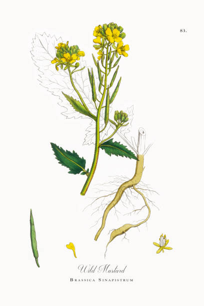 ilustraciones, imágenes clip art, dibujos animados e iconos de stock de mostaza silvestre, brassica sinapistrum, victoriano ilustración botánica, 1863 - mustard flower