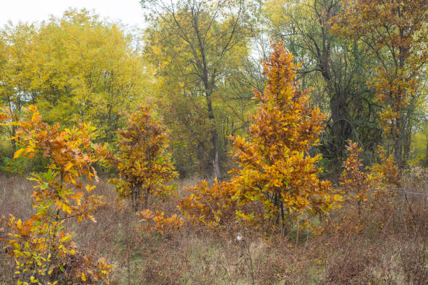 istock Autumn landscape of Eastern Serbia 854670582
