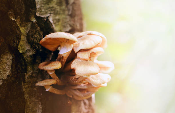 istock Photo macro close nameko mushrooms 854673212