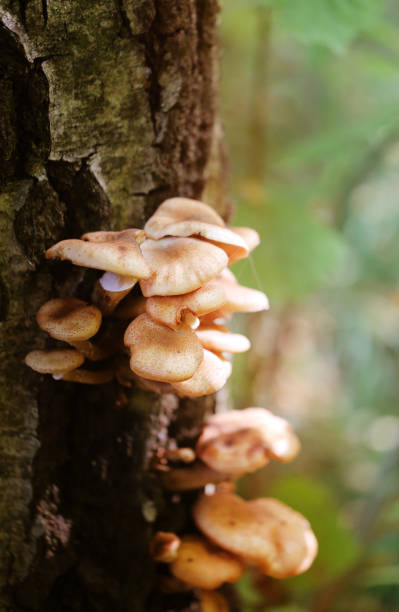 istock Photo macro close nameko mushrooms 854673450