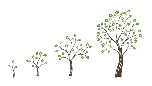 Green tree growth eco concept. Tree life cycle Green tree growth eco concept. Tree life cycle. sapling growing stock illustrations