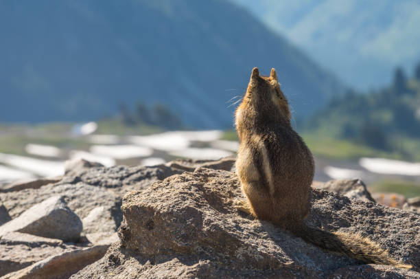 istock Ground Squirrel Looks Out Over Mountain Meadow 854676938