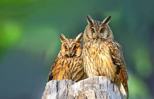 The long-eared owl's (Asio otus or Strix otus) breeding season is from February to July. This bird is partially migratory, moving south in winter from the northern parts of its temperate range. Its habitat is forest close to open country. Overall, these owls are secretive, and are rarely seen.




