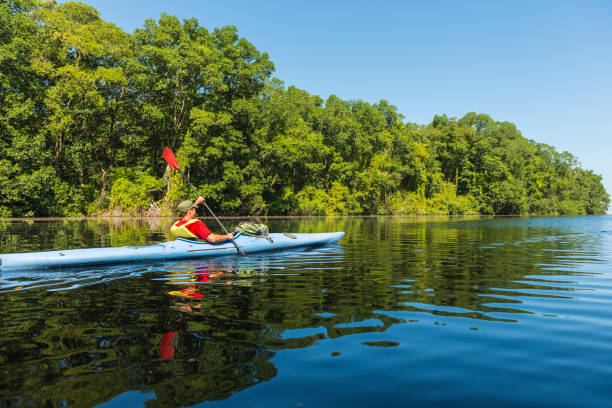 Kayaking in the Cacao Lagoon Kayaking through tranquil Cacao Lagoon, paddling past mangrove tree. La Ceiba, Honduras. mangrove habitat stock pictures, royalty-free photos & images