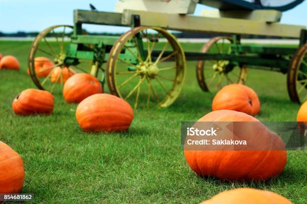 Ripe Pumpkins In A Field Halloween Stock Photo - Download Image Now - Agricultural Field, Autumn, Backgrounds