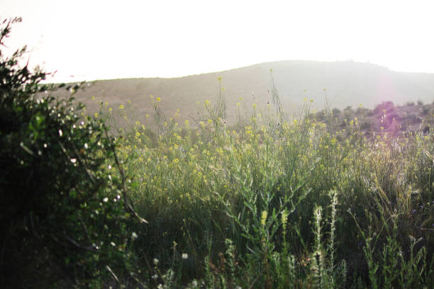 istock Plant, flora in southern Tunisia 854682392