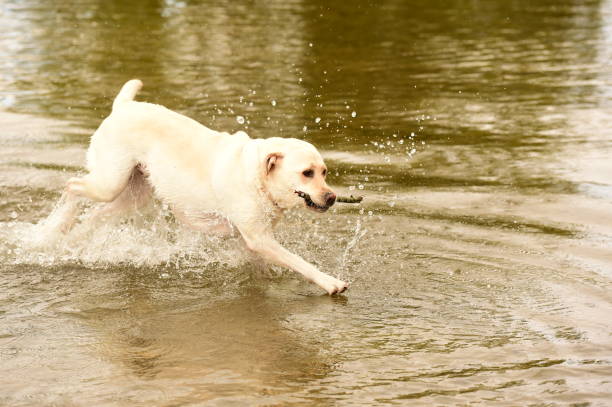 istock Labrador Retriever in the Cotswolds 854684680